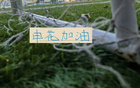 本周申花打起保级大战